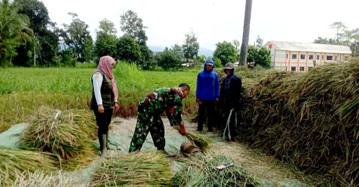 Babinsa Poncogati Dampingi Bulog Serap Gabah Petani Sebagai Bukti Nyata TNI Selalu Bersama Masyarakat