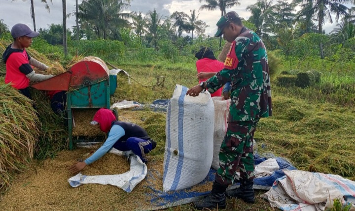 Babinsa Karanganyar Dampingi Bulog Serap Gabah Petani Guna Pastikan Harga Jual Stabil dan Sesuai HPP 