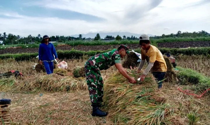 Babinsa Tegal Mijin Bantu Petani Dapatkan Harga Gabah Yang Telah Ditetapkan Oleh Pemerintah