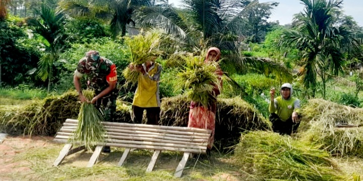 Dukung Hanpangan, Babinsa Patemon Dampingi Bulog Bantu Petani Jual Gabah Sesuai HPP
