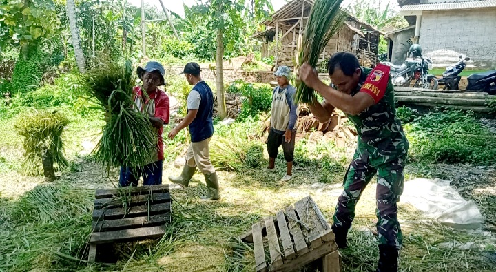 Berhasil Serap 9 Ton Gabah Petani, Babinsa Kembangan Dukung Sukseskan Hanpangan Wilayah Binaan