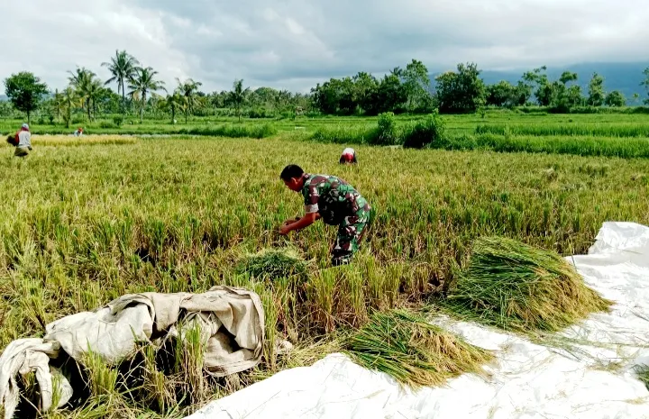 Dukung Ketahanan Pangan Nasional, Babinsa Gentong Berhasil Serap 9 Ton Gabah Petani Wilayah Binaan