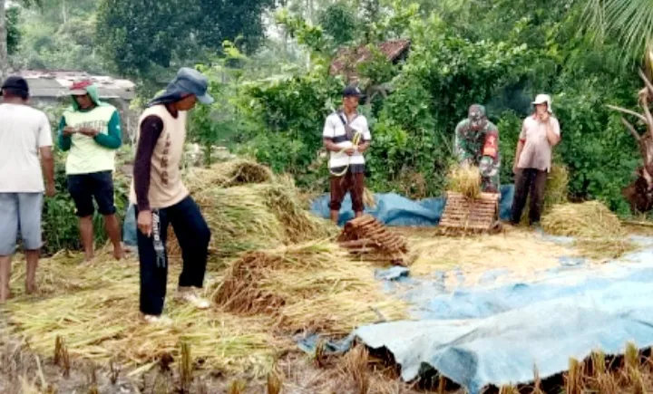 Pastikan Sesuai HPP, Babinsa Sempol Kawal Bulog Serap Gabah Petani di Wilayah Binaan