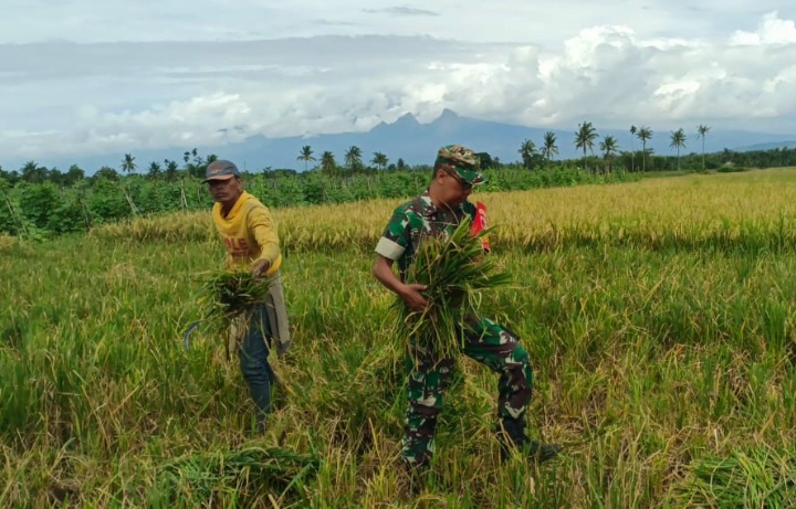 Peran Aktif Babinsa Kejawan Jajaran Kodim 0822 Bondowoso Dampingi Bulog Serap Gabah Petani di Dusun Kenanga