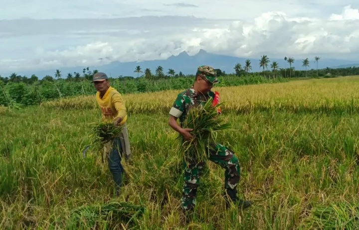 Peran Aktif Babinsa Kejawan Jajaran Kodim 0822 Bondowoso Dampingi Bulog Serap Gabah Petani di Dusun Kenanga