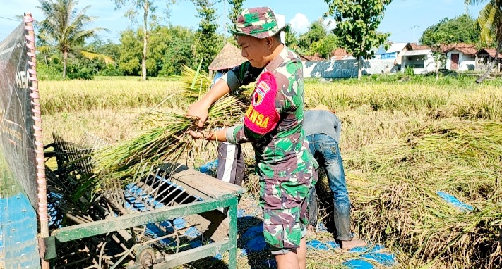 Babinsa Prajekan Kidul Laksanakan Pendampingan Penyerapan Gabah Petani di Wilayah Binaan