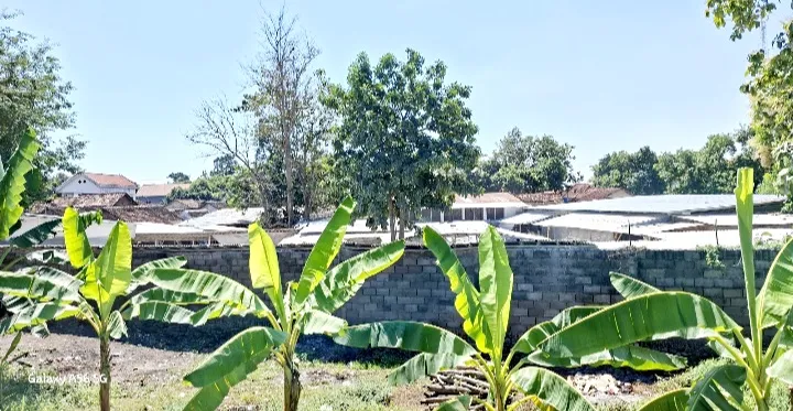 Warga Wringin Anom Minta PT  Kerang Mutiara Perkasa Segera Ditutup