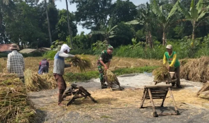 Babinsa Pelalangan Terus Bantu Kelancaran Petani Demi Suksesnya Hanpangan Nasional di Wilayah