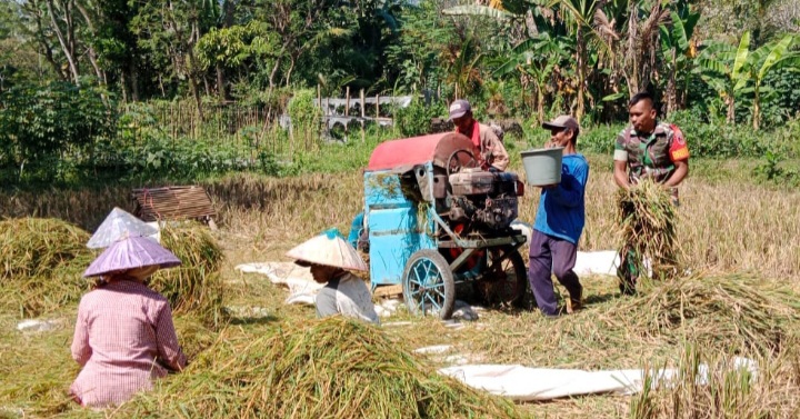 PPL Kecamatan Tegalampel Apresiasi Babinsa Klabang Agung Serap Gabah Bersama Bulog