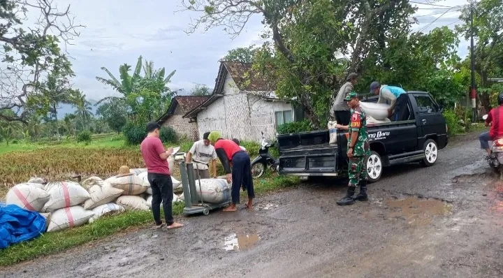 Babinsa Karang Anyar Dampingi Bulog Serap Gabah Petani Agar Transparan Sesuai Harga Sesuai HPP