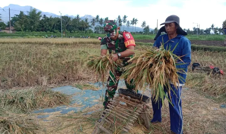 Babinsa Grujugan Kidul Koramil 08 Grujugan Dampingi Bulog Serap Gabah Petani Agar Terserap Secàra Optimal