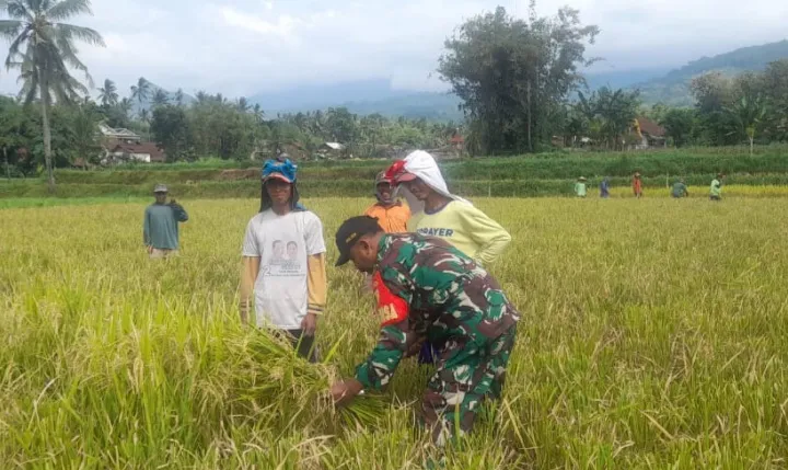 Dukung Ketahanan Pangan di Wilayah, Babinsa Pejaten Dampingi Bulog Serap Gabah Petani di Wilayah Binaan