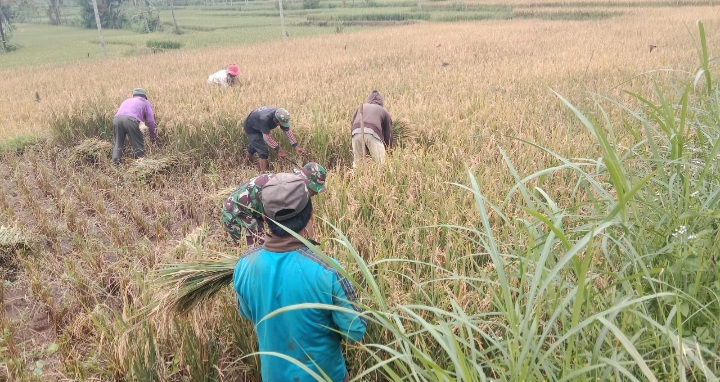 Babinsa Pekauman Serma Slamet Riyadi Dan PPL, Dampingi Bulog Serap Gabah Petani di Wilayah Binaan