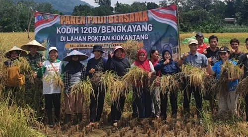 Panen Raya Bersama Kodim 1209/Bky, Petani Kiokantang Dapat Dukungan Nyata TNI-Polri dan Pemerintah