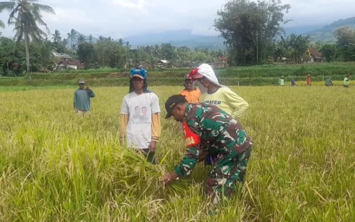 Babinsa Sbr. Pandan Dampingi Bulog Serap Gabah, Guna Lindungi Petani Dari Harga di Bawah Standart