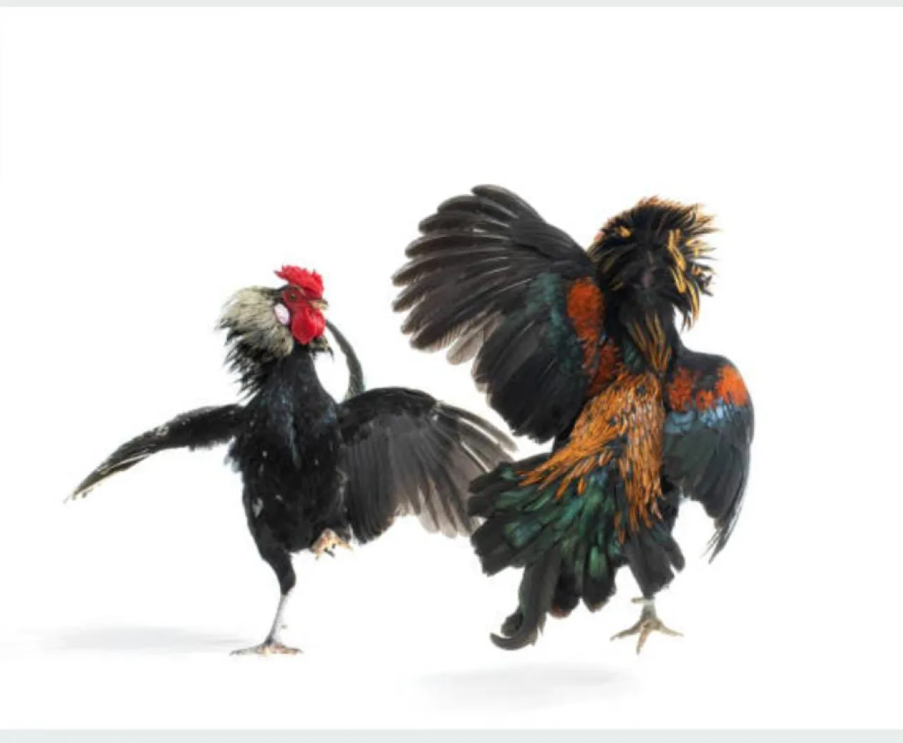 Sempat Dibubarkan Arena Judi Sabung Ayam di Desa Belung Poncokusumo Malang Kembali Dibuka Untuk Umum