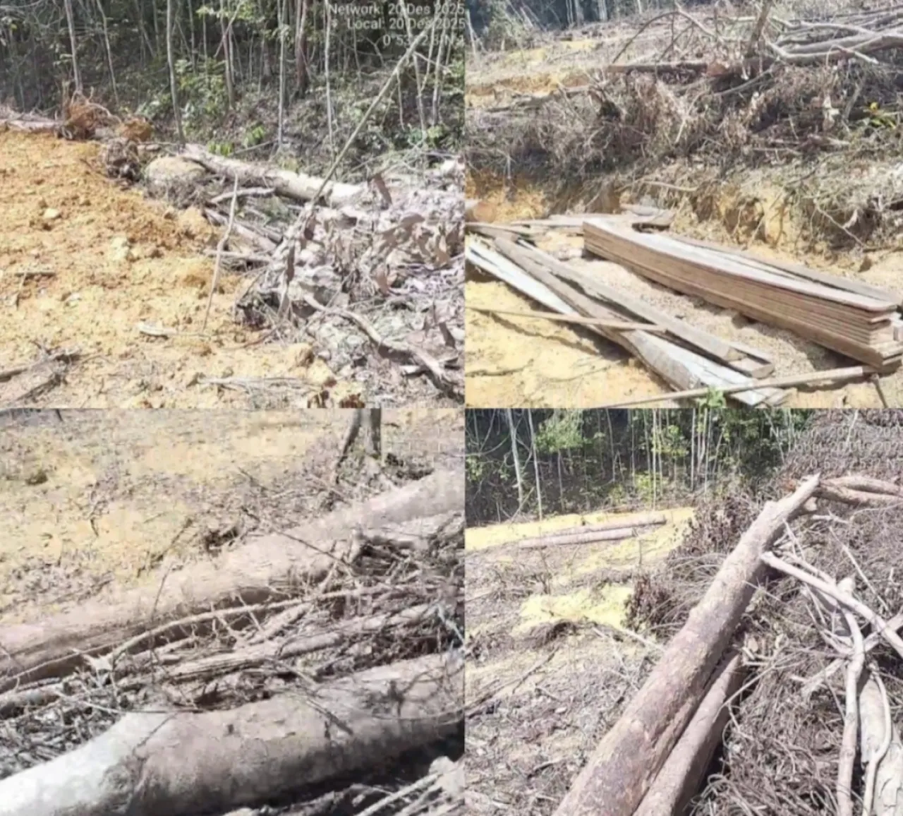 Babat Hutan di Jalur Air Gunung Bawang:Kayu Besar Tumbang di Kawasan HP Disorot
