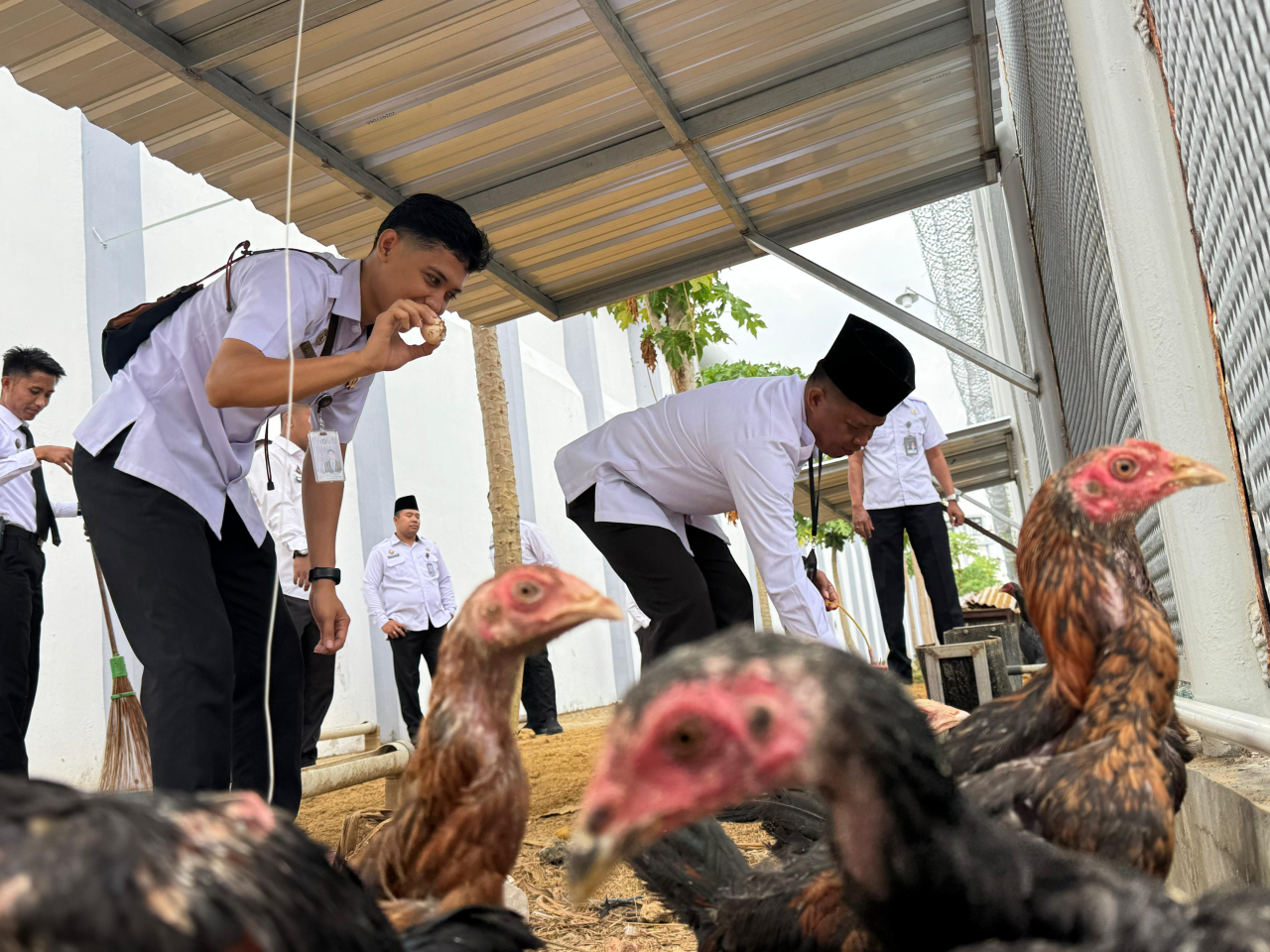 Panen Perdana Telur Ayam Kampung, Lapas Narkotika Pamekasan Wujudkan Dukungan Terhadap Ketahanan Pangan Nasional
