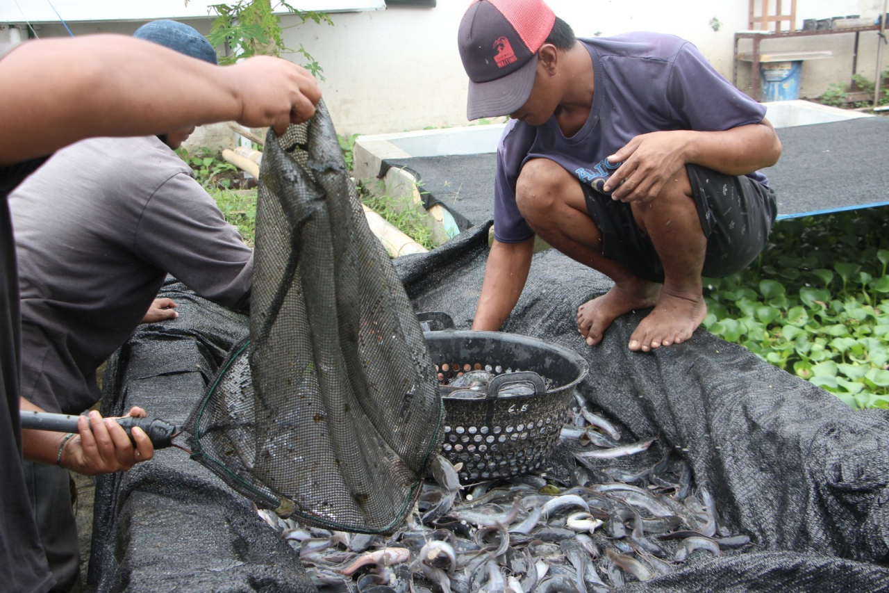 Panen Melimpah! Warga Binaan Lapas I Madiun Kembali Hasilkan Ribuan Lele dari Kolam Pembinaan