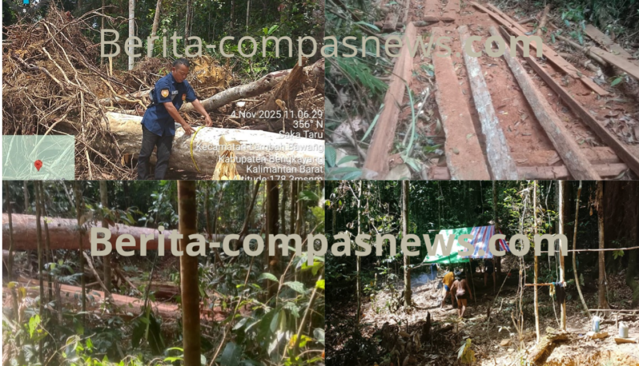 LP3KRI Desak Gakkum dan APH Bongkar Mafia Kayu di Hutan Lindung Gunung Bawang—Paru-Paru Alam Kalbar Mulai Gundu