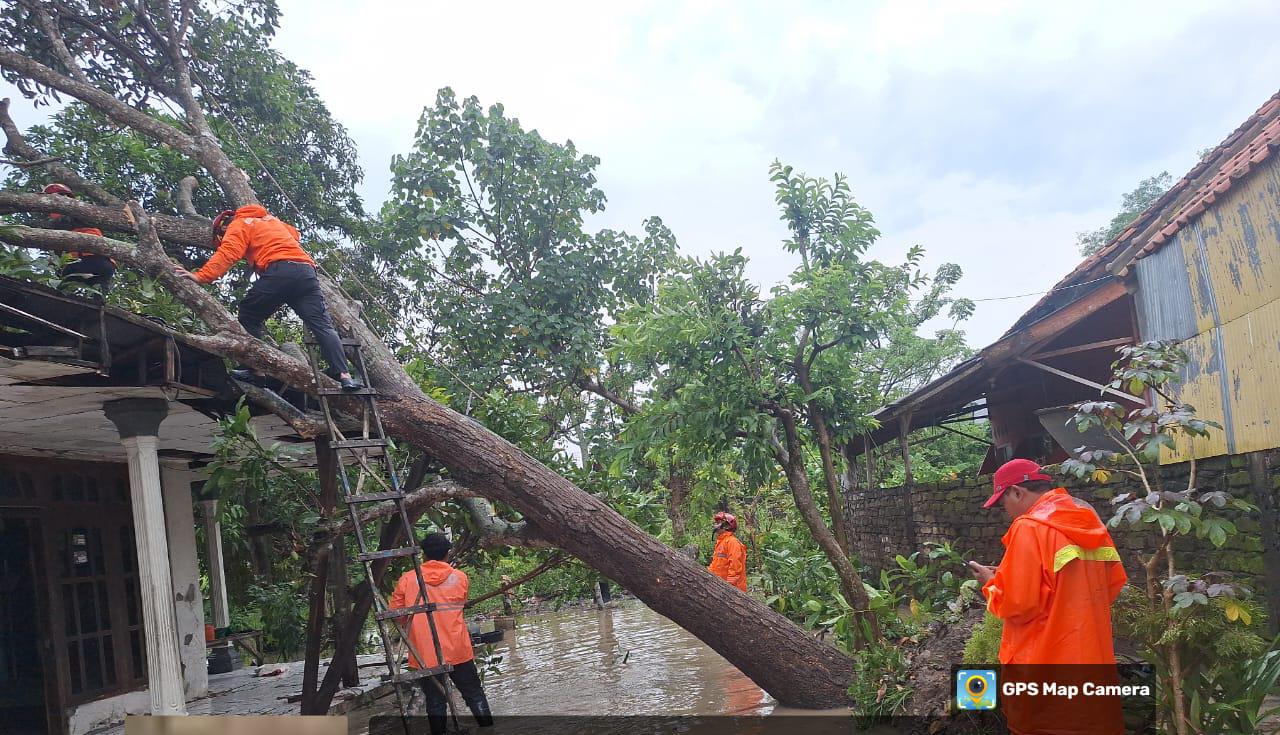 Akses Jalan Sempat Tertutup, BPBD Sampang Evakuasi Tiga Lokasi Pohon Tumbang Akibat Angin Kencang