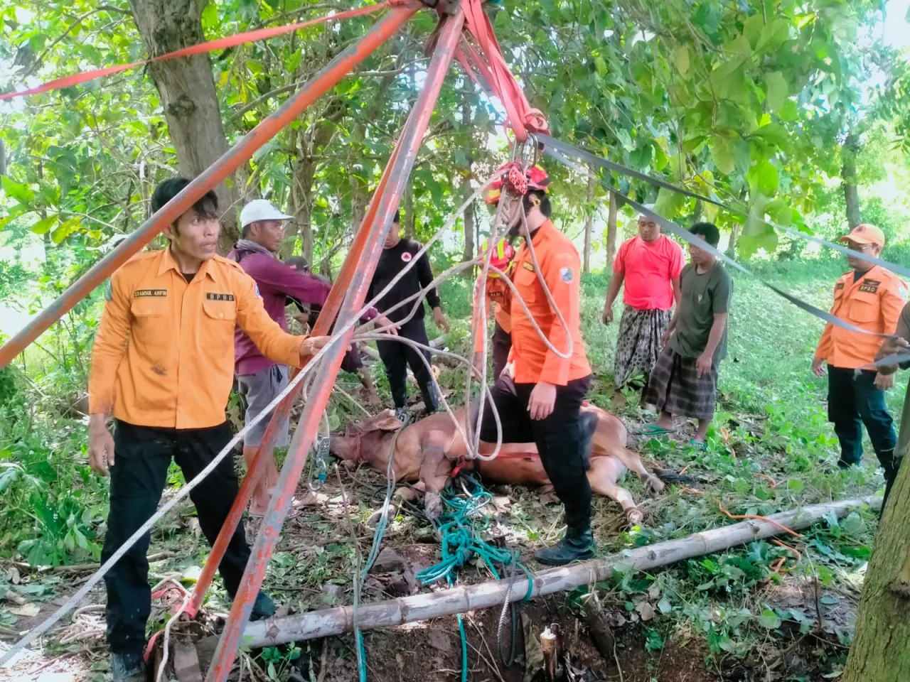 Sapi Milik Warga Desa Gulbung Berhasil Dievakuasi dari Dalam Sumur oleh Tim Gabungan