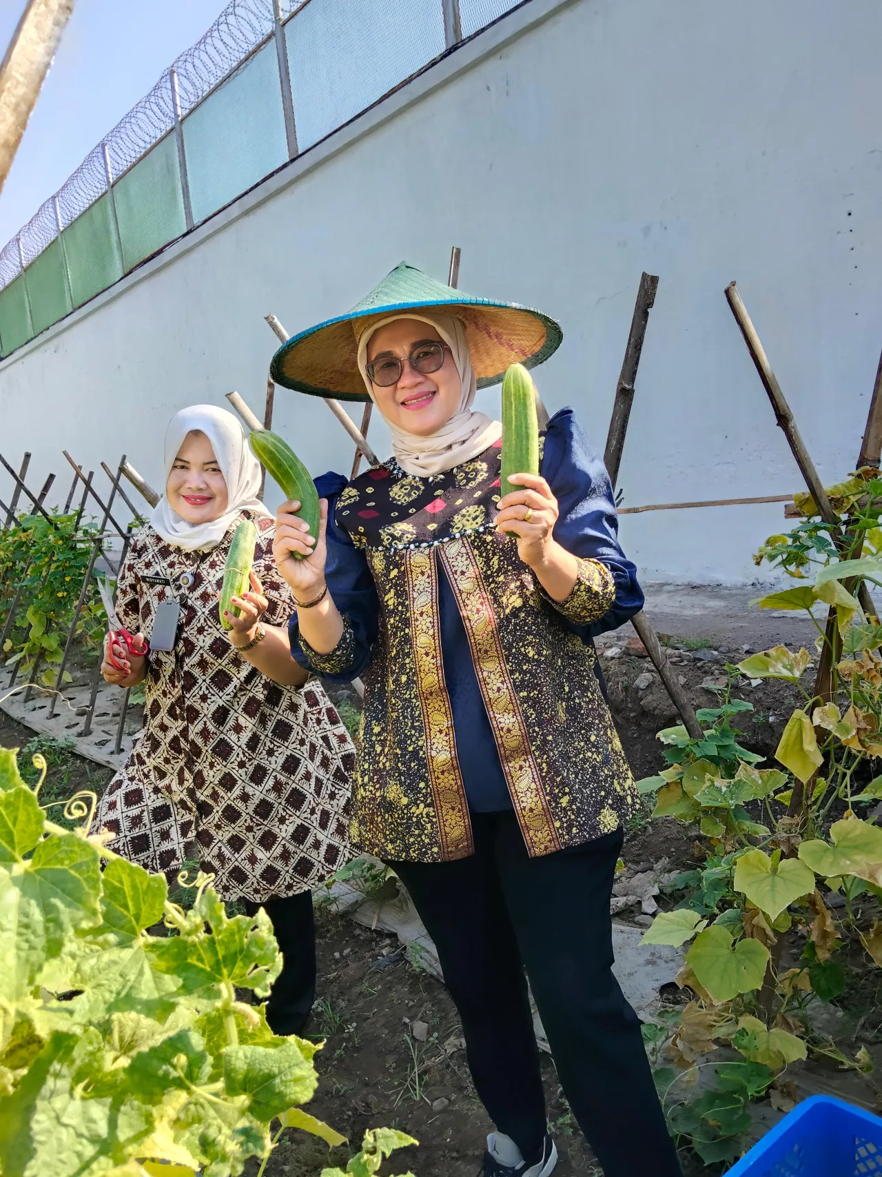 Panen Timun Melimpah, Lapas Kelas I Madiun Optimalkan Pembinaan Berbasis Pertanian