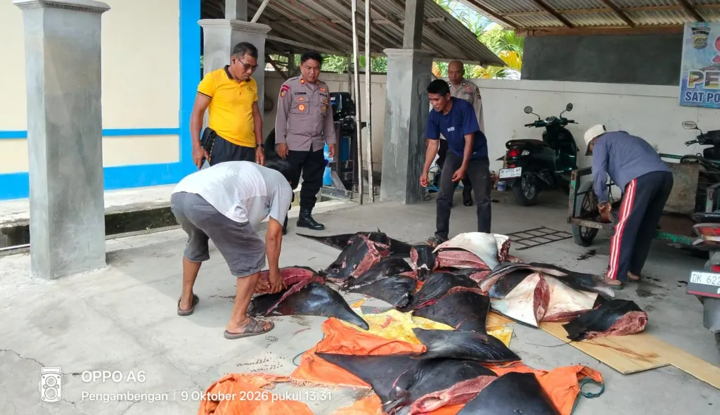 Polres Jembrana Ungkap Dugaan Perdagangan Satwa Dilindungi, 11 Ekor Pari Mobula Diamankan