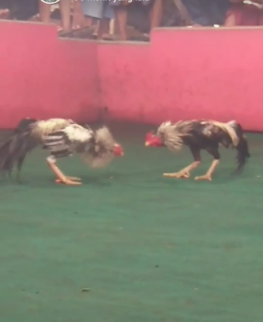 Dugaan Aktivitas Sabung Ayam di Dusun Balong, Polres Tulungagung Diharapkan Turun Tangan