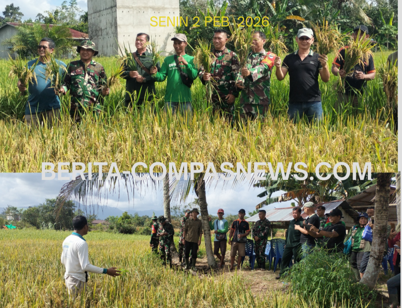 Sinergi Lintas Sektor: Kelompok Tani Sei Pajan Bengkayang Sukses Gelar Panen Raya Padi Inpari 32