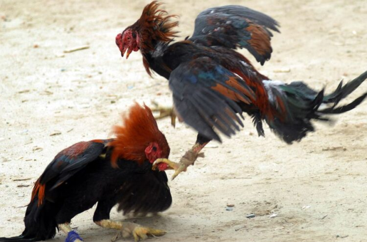 Diduga Jadi Arena Judi Sabung Ayam, Aktivitas di Dusun Karang Anyar Lumajang Picu Keresahan Warga