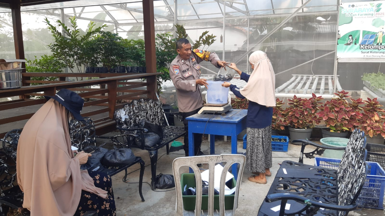 Sinergi Polsek Krembangan dan KWT Dorang Cinta Panen Lele, Dukung Ketahanan Pangan Nasional