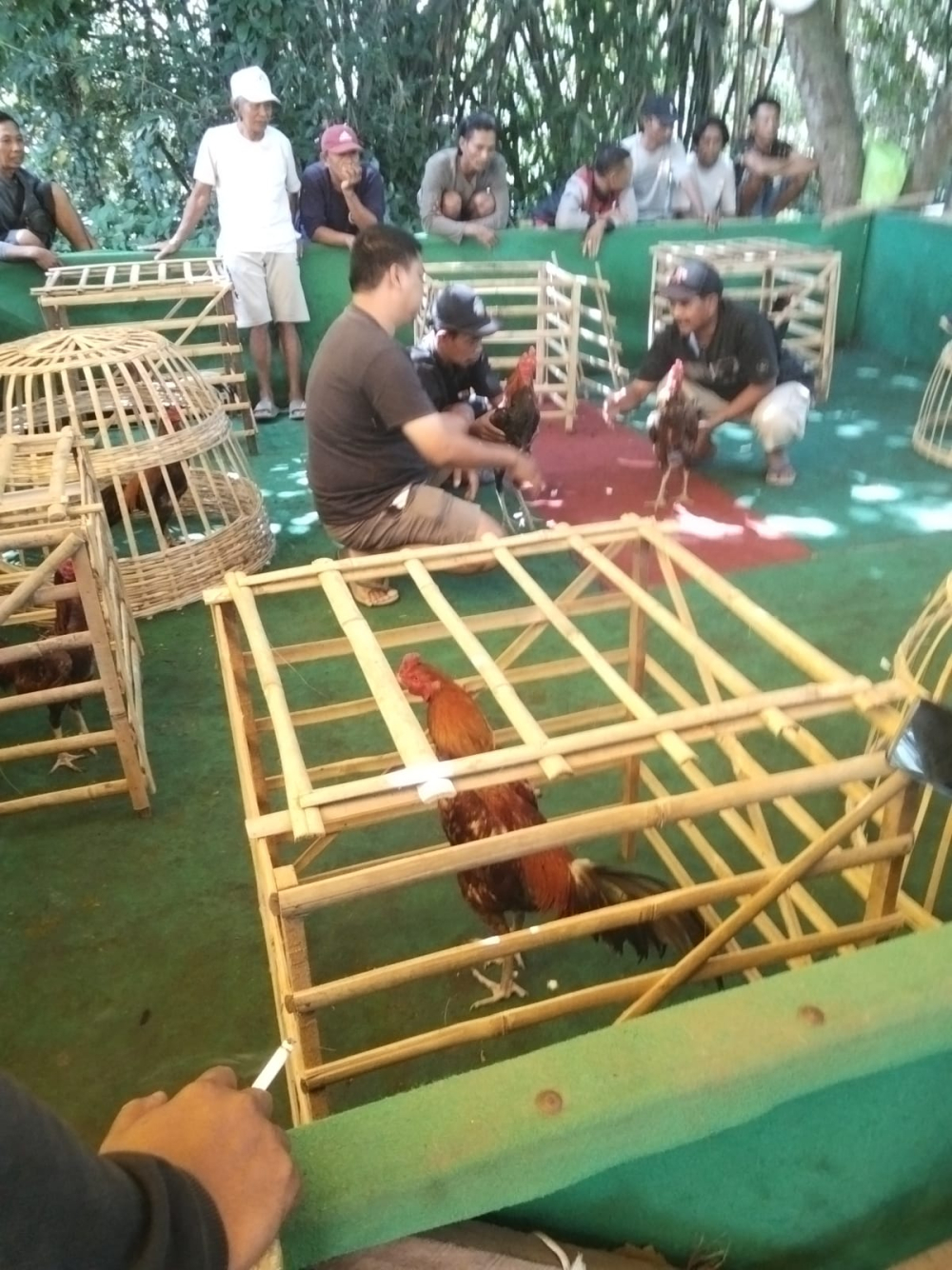 Tokoh Agama dan Tokoh Masyarakat Minta Aparat Selidiki Dugaan Judi Sabung Ayam di Pondok Dalem Secara Profesional