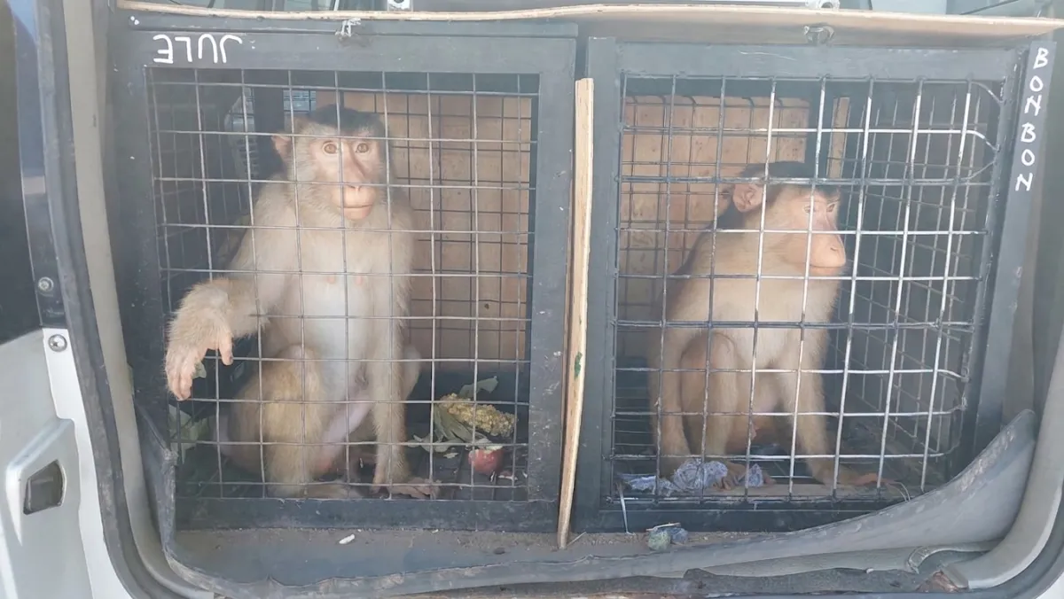 Waspadai Risiko Hepatitis B Hingga Monkeypox, Karantina Jatim Perketat Lalu Lintas Monyet di 27 Titik
