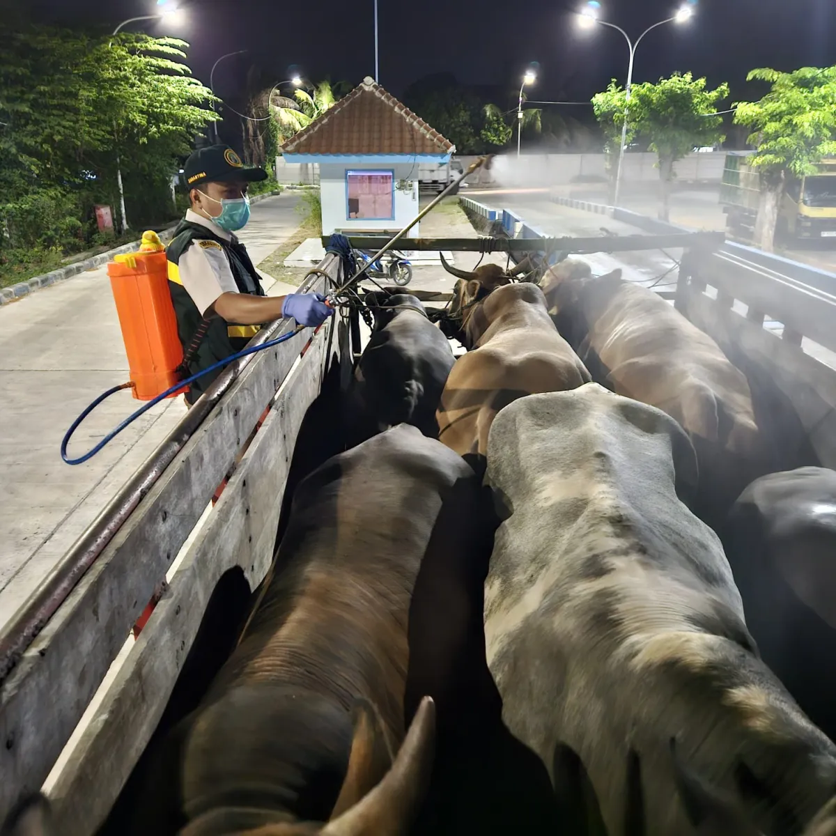 Terlihat Sehat Belum Tentu Bebas Brucellosis, Barantin Karantina 6 Sapi Asal Bawean