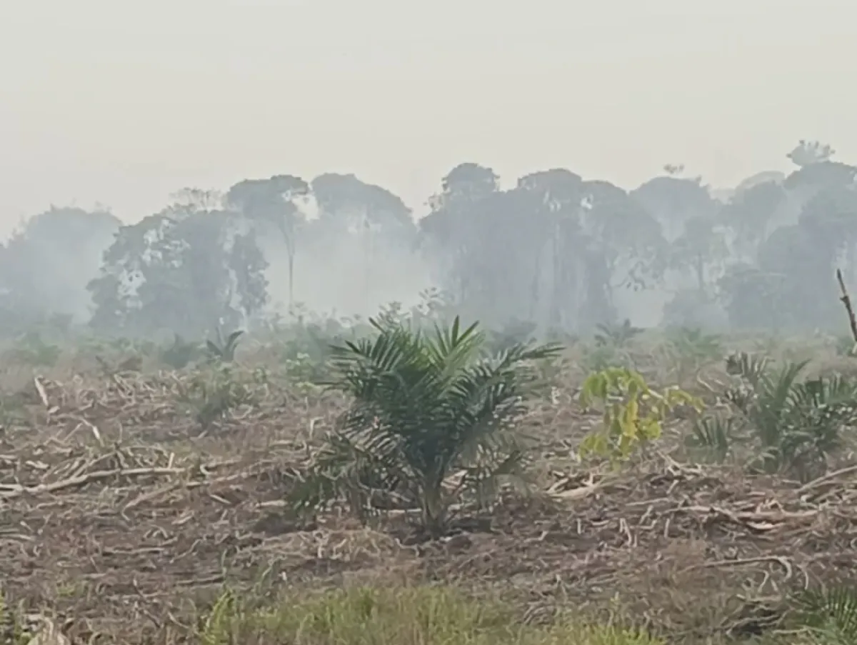 Detik-detik Hutan Yang Berdampingan Lahan Baru PT Jalin Vanio Terbakar, Sebagian Api Hanguskan Kebun Warga