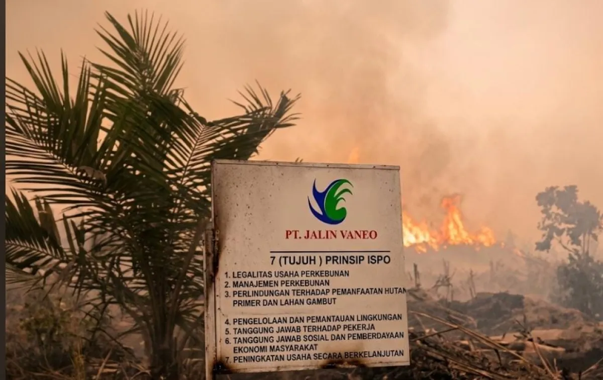 Dugaan Karhutla di Area PT Jalin Vaneo, Keberadaan dan Penanganan Api Dipertanyakan