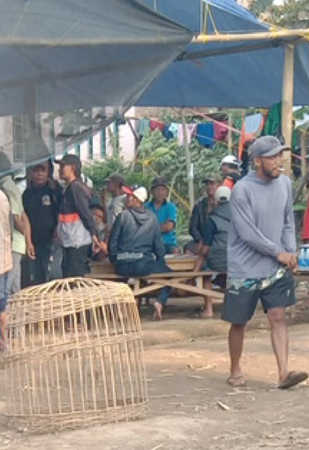 Dugaan Praktik Sabung Ayam di Wonorejo Poncokusumo Disorot, Pengawasan APH Dipertanyakan