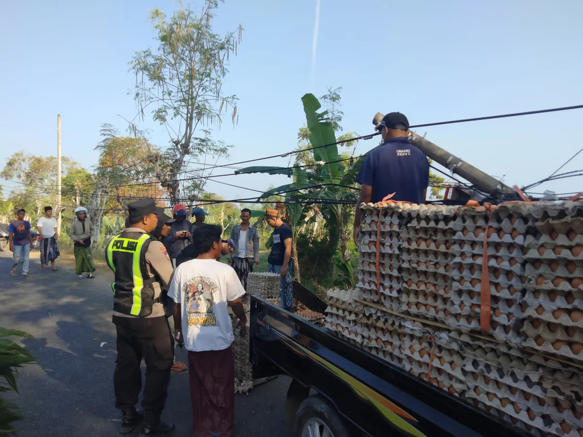 Diduga Hindari Kendaraan Lain di Tikungan Jalan Raya Toroan, Mobil Pick Up Pengangkut Telur Terguling dan Hantam Tiang